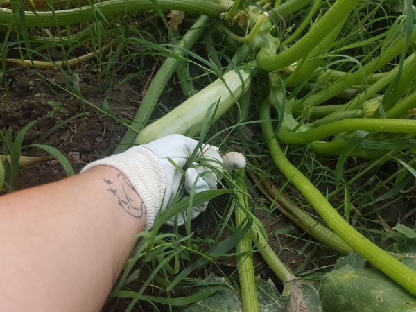 Grădina cu legume